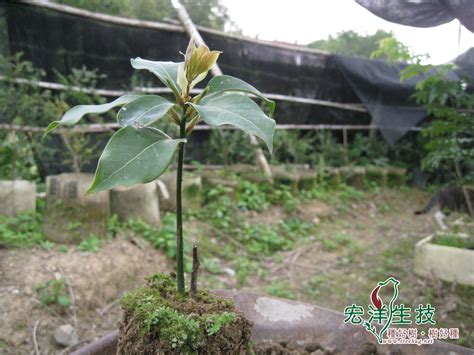 樟樹種植|牛樟樹苗比較